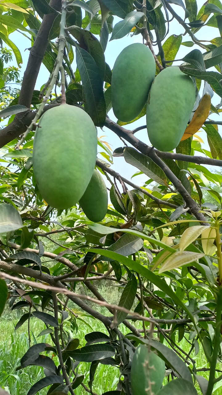 Mangoes in Karachi: The Ultimate Summer Delight