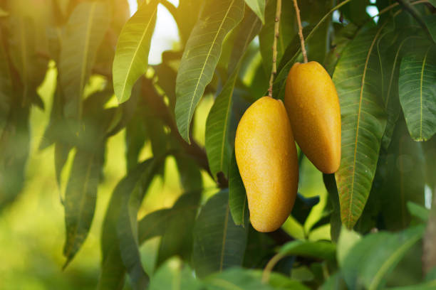 Mango Pics: Stunning Mango Photography and Artwork