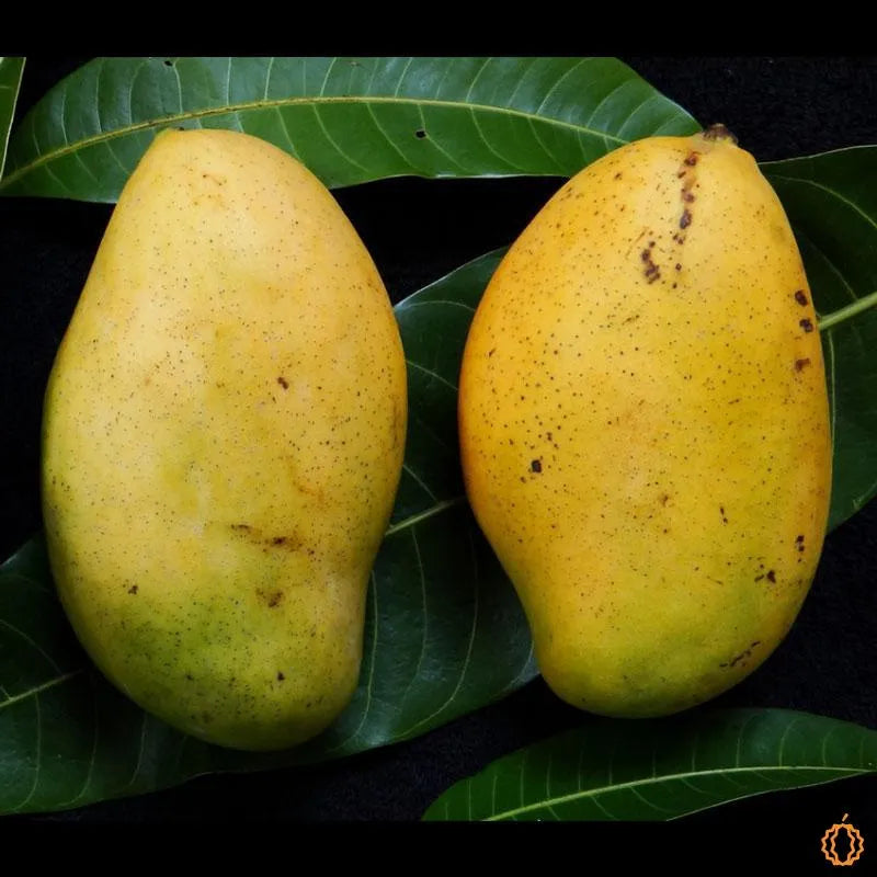 Mango: The King of Fruits