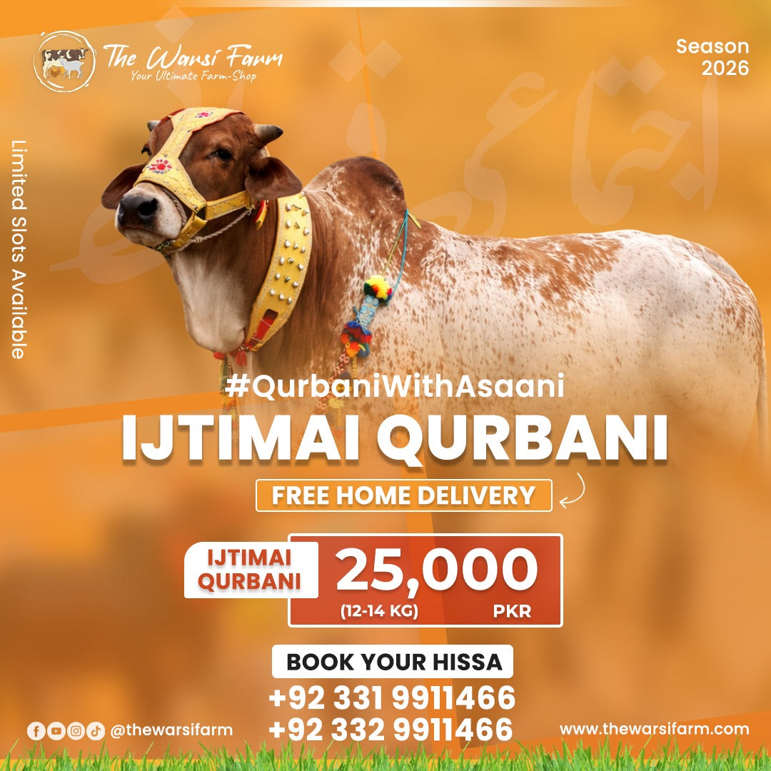 Advertisement for Ijtimai Qurbani with a cow on an orange background, featuring text and contact information.