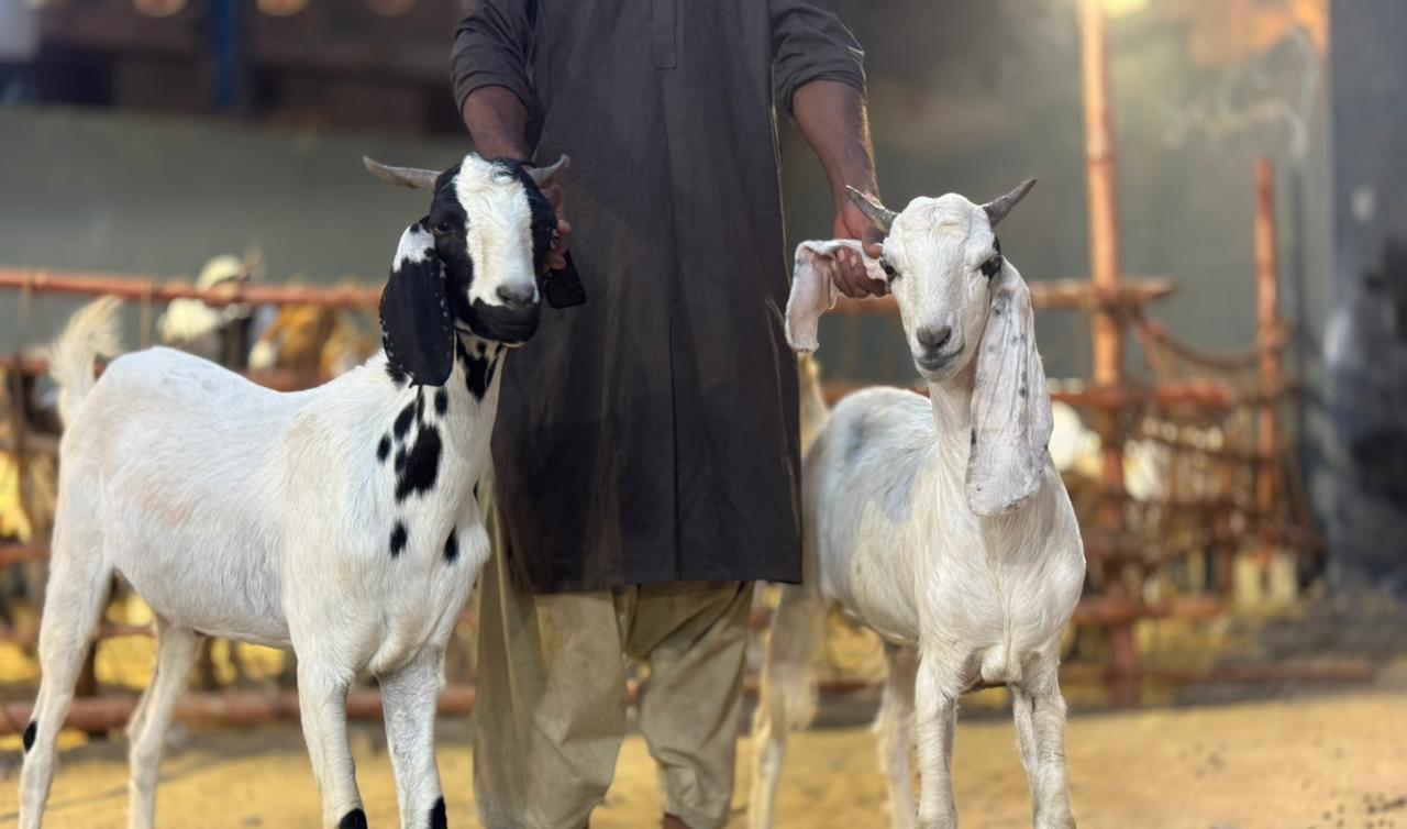 Goat Qurbani 2026 - Hassle-Free & Halal | FREE HOME DELIVERY