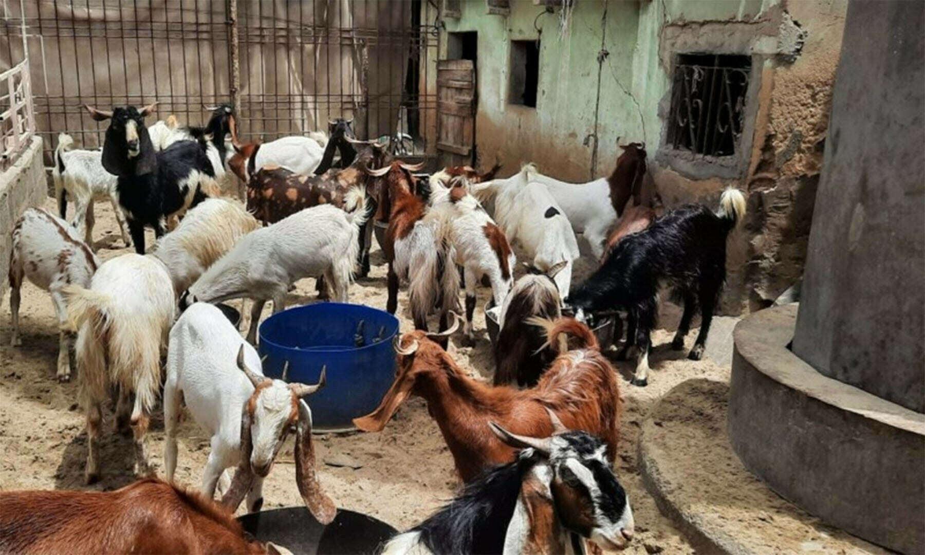 Amir Log Qurbani Kaise Karte Hain? 2026 Mein Smart Qurbani Trends in Karachi
