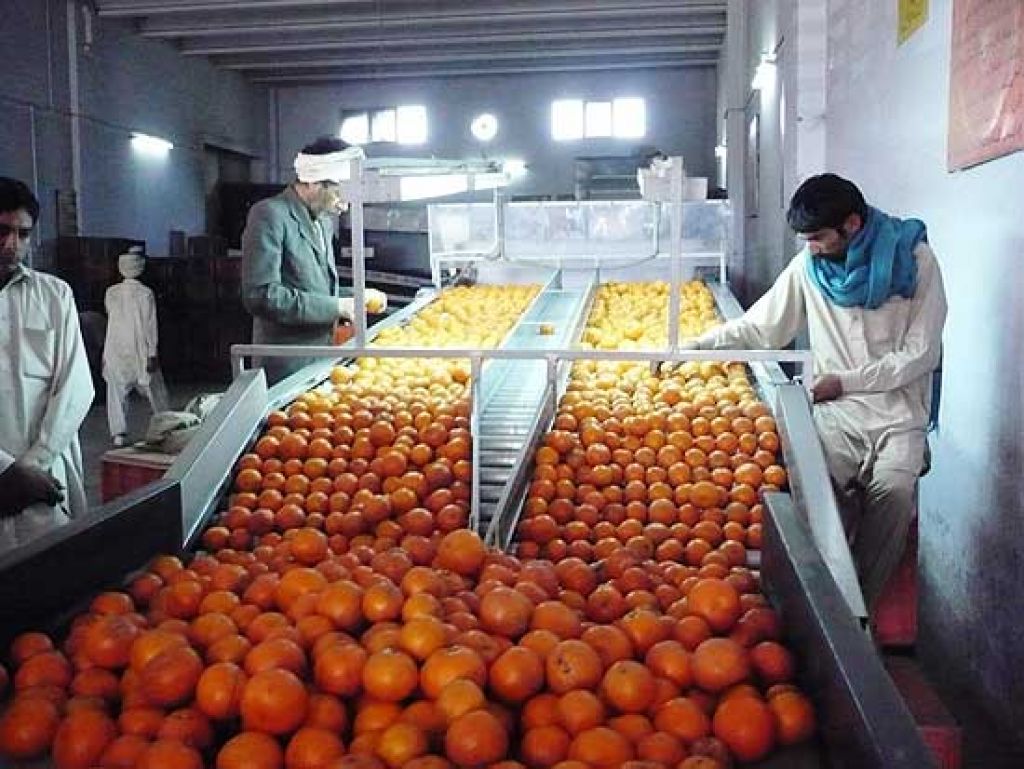 Uninterrupted Kinnow Exports: Pakistan's Growing Citrus Trade and The Warsi Farm’s Role in Export Quality