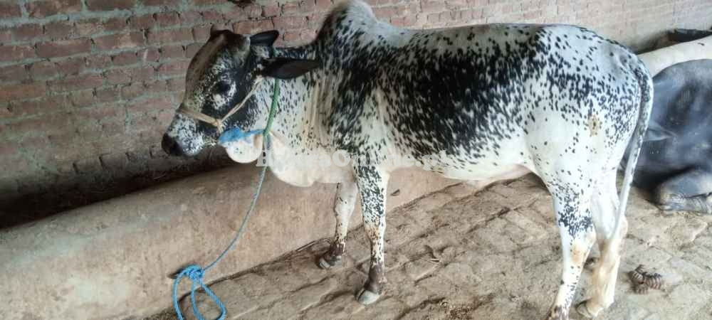 Cheapest Qurbani Hissa in Karachi – Affordable & Reliable Qurbani with The Warsi Farm