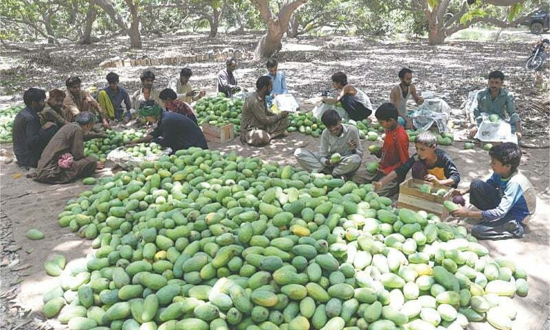 Mango Export Boom: How Pakistan Aims $100M This Season