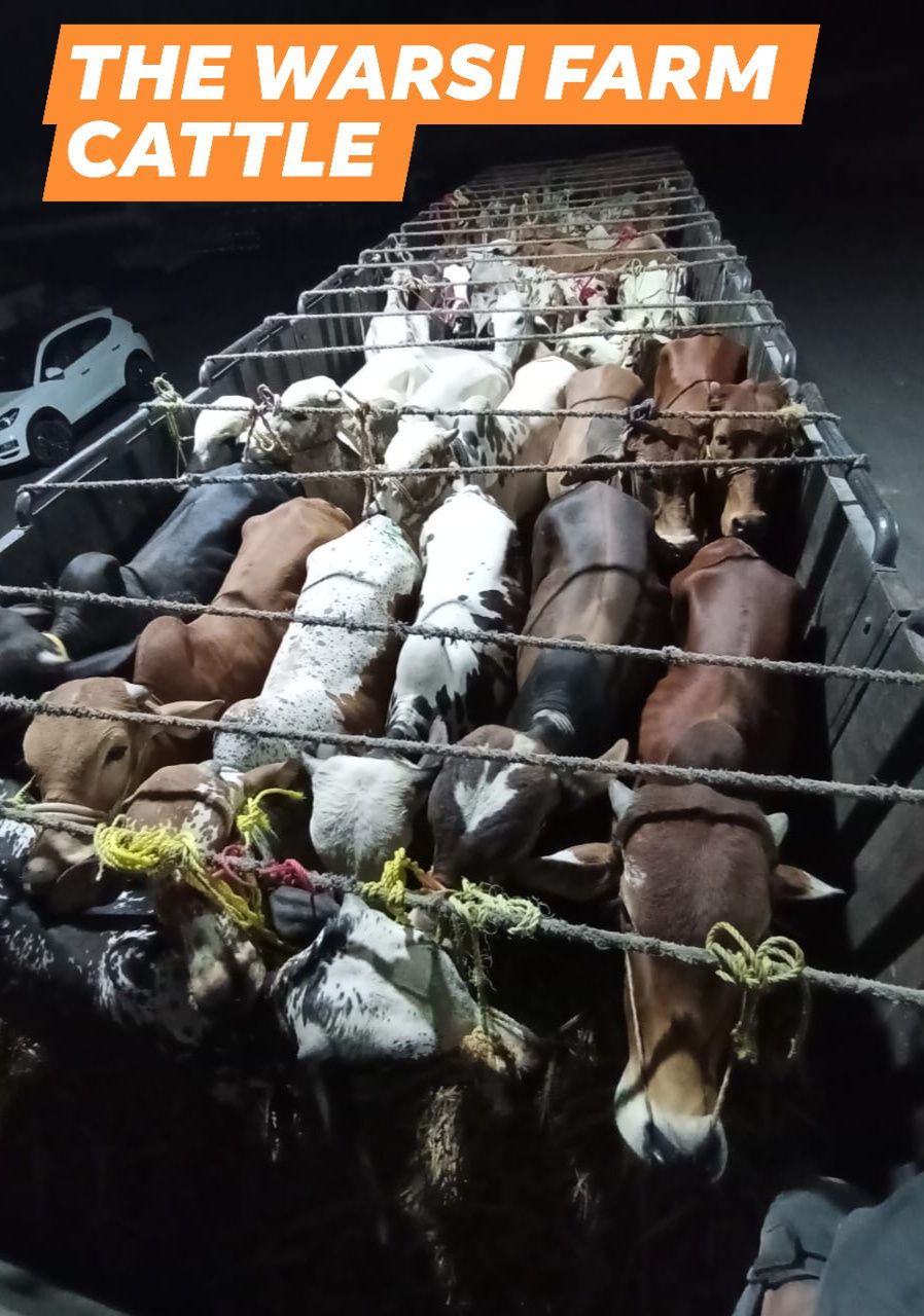 Safe Cattle Transportation for Qurbani 2026 | From Sindh & Punjab to Karachi – The Warsi Farm