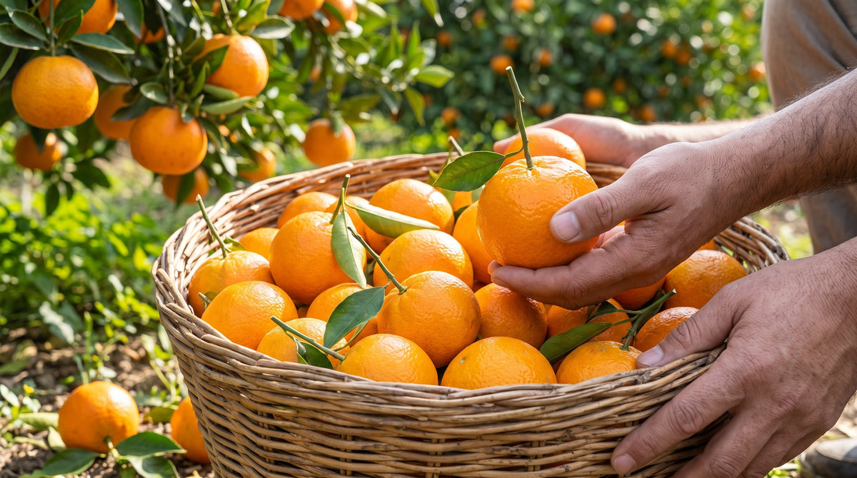 How to Choose Sweet and Juicy Kinnow