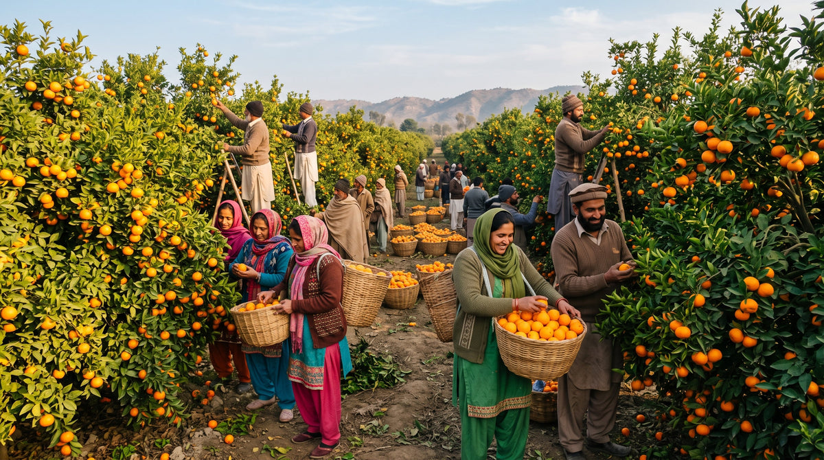 Kinnow Season Months in Pakistan