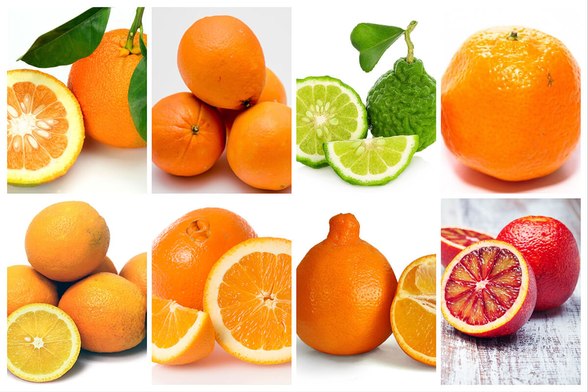 Types of Oranges in Pakistan – A Citrus Lover’s Guide