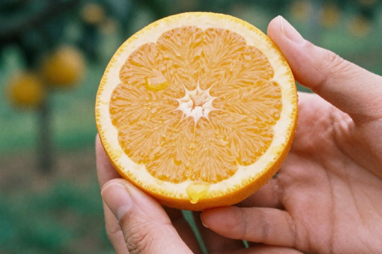 The Warsi Farm Premium Oranges: Where Freshness Meets Perfection