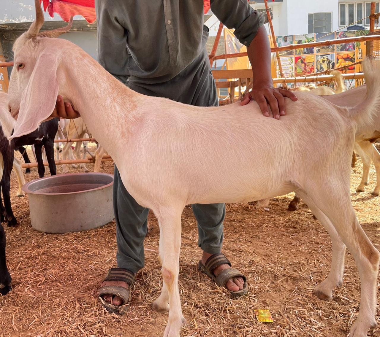 Goat Farm Near Me