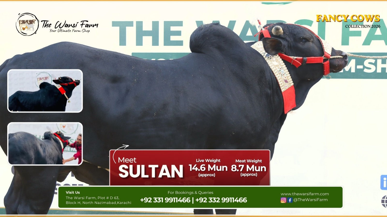 Buy Your Fancy Cow: Sultan – The King of Our 2026 Collection