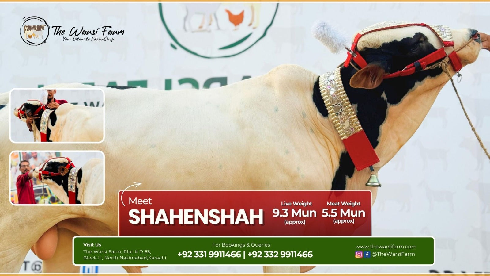Buy Your Fancy Cow: Shahenshah – An Imperial Choice