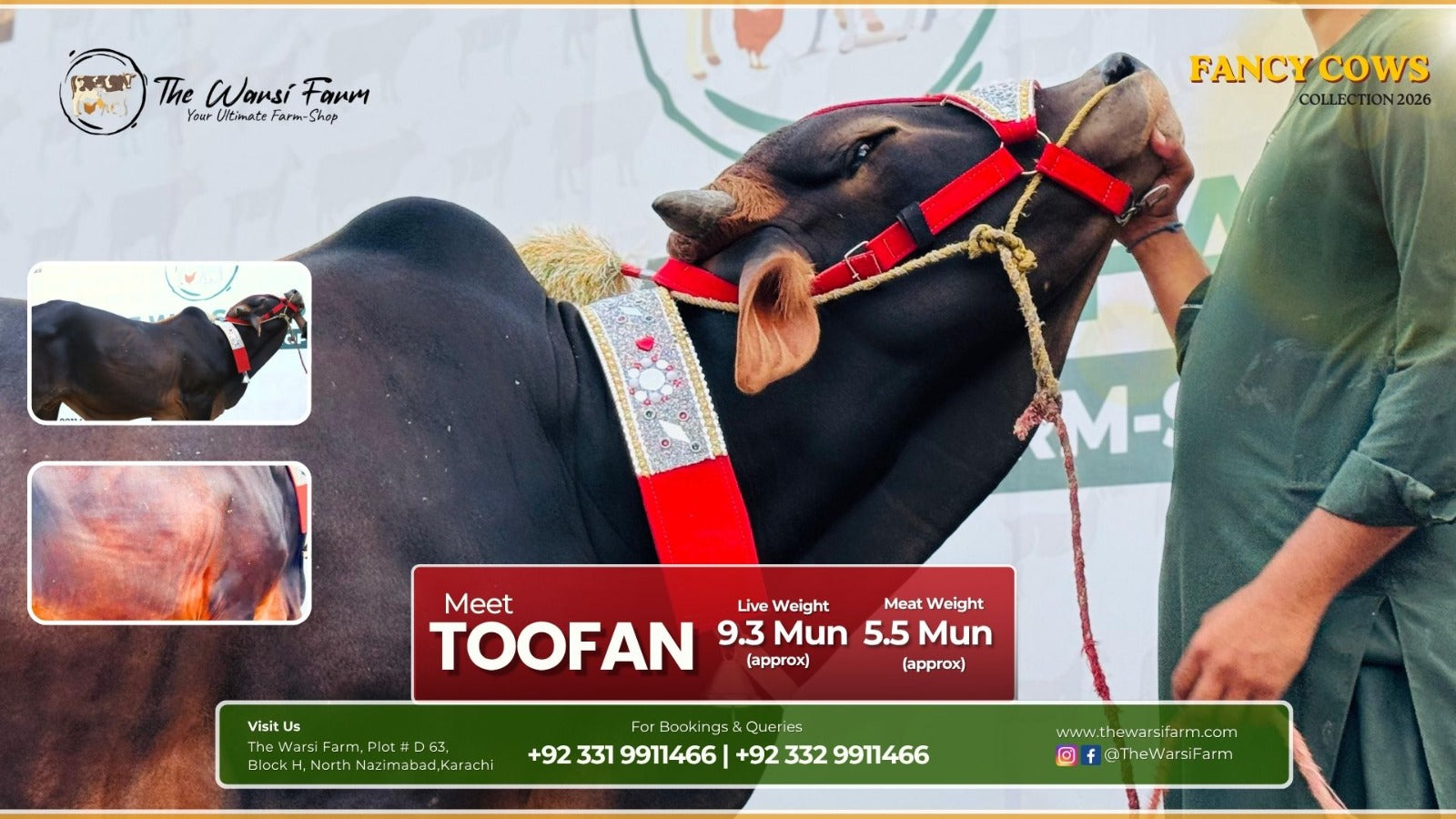 Buy Your Fancy Cow: Toofan – Energetic and Healthy