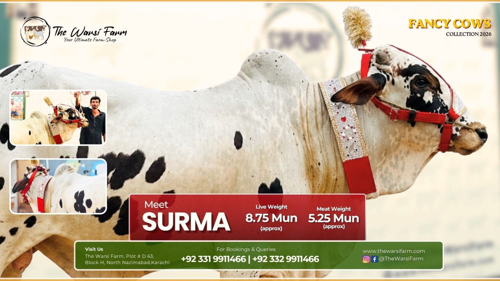 Buy Your Fancy Cow: Surma – Elegance in Every Detail