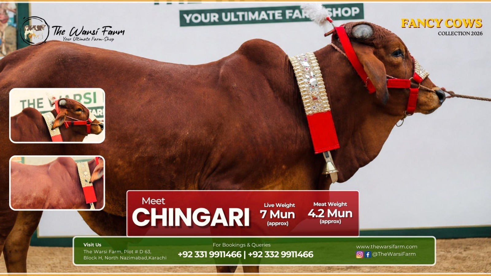 Buy Your Fancy Cow: Chingari – The Final Heirloon