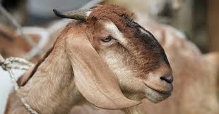 Learn everything about Ijtemai Qurbani in Karachi 2026 — its Islamic significance, benefits, process, and how collective Qurbani ensures Shariah compliance, transparency, and ease.