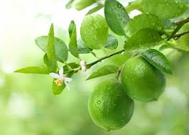 Mosambi in English: The Versatile Citrus Fruit You Should Know About