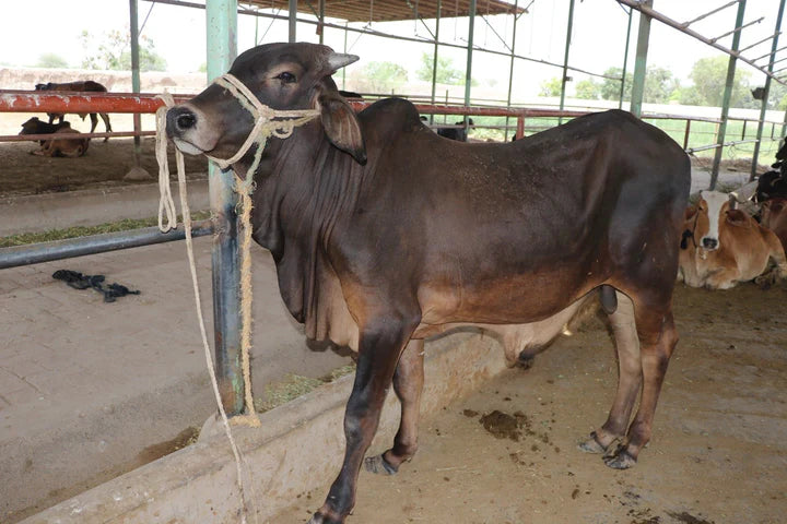 Qurbani Ka Janwar – Islamic Rules, Selection Guide & Best Qurbani Options in Karachi