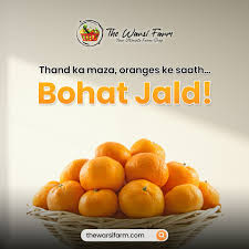 The Sweet & Sour Magic of Kinnow Oranges — Fresh from The Warsi Farm