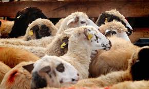 Why Ijtemai Qurbani Is the Most Trusted Way to Perform Qurbani in 2026