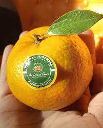 Kinnow Mandarins: The Premium Citrus Fruit from The Warsi Farm