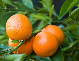 Mandarin Oranges in Pakistan – Why Sargodha Mandarins Are the Sweetest? | The Warsi Farm