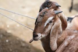 The Significance of Qurbani in Islam: A Symbol of Faith, Sacrifice, and Obedience