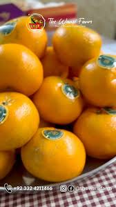 Premium Oranges (Kinnow) in Karachi — Why The Warsi Farm Is the #1 Choice for Fresh, Sweet & Juicy Citrus