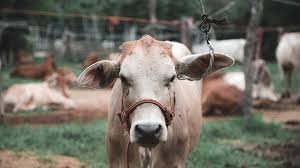 Qurbani DHA & Clifton