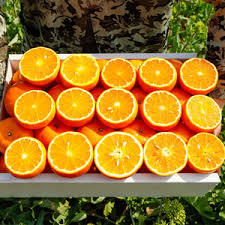 Export Quality Kinnow 10KG Box in Karachi – Premium Oranges | The Warsi Farm