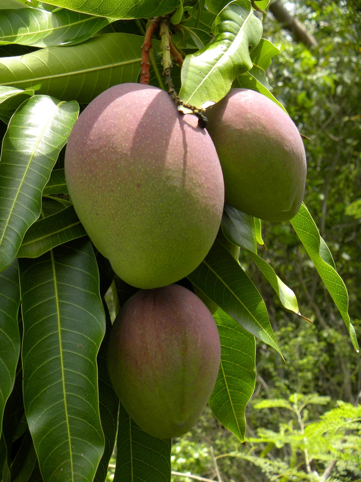Mangifera Indica: The Mango Tree
