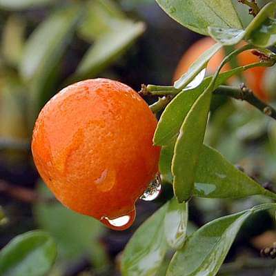 Malta Oranges of Pakistan – Taste, Benefits & Why Karachi Prefers The Warsi Farm Malta