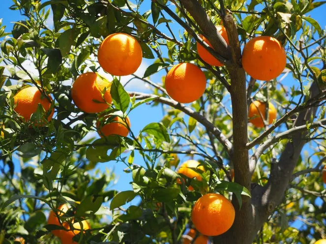 Orange Tree Foundation – The Roots of The Warsi Farm