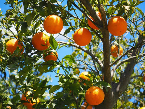 Why Oranges Are the Perfect Winter Fruit