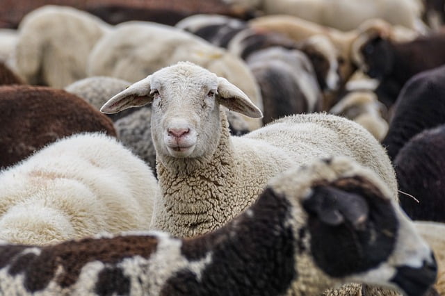 Qurbani Spirit & Lessons from UAE vs Oman Rivalry
