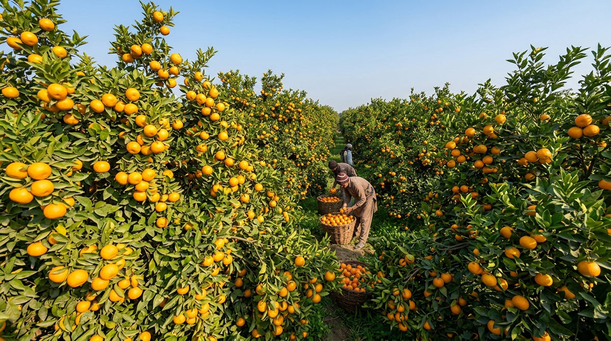 Sargodha Kinnow orchard with trees loaded with sweet ripe mandarins