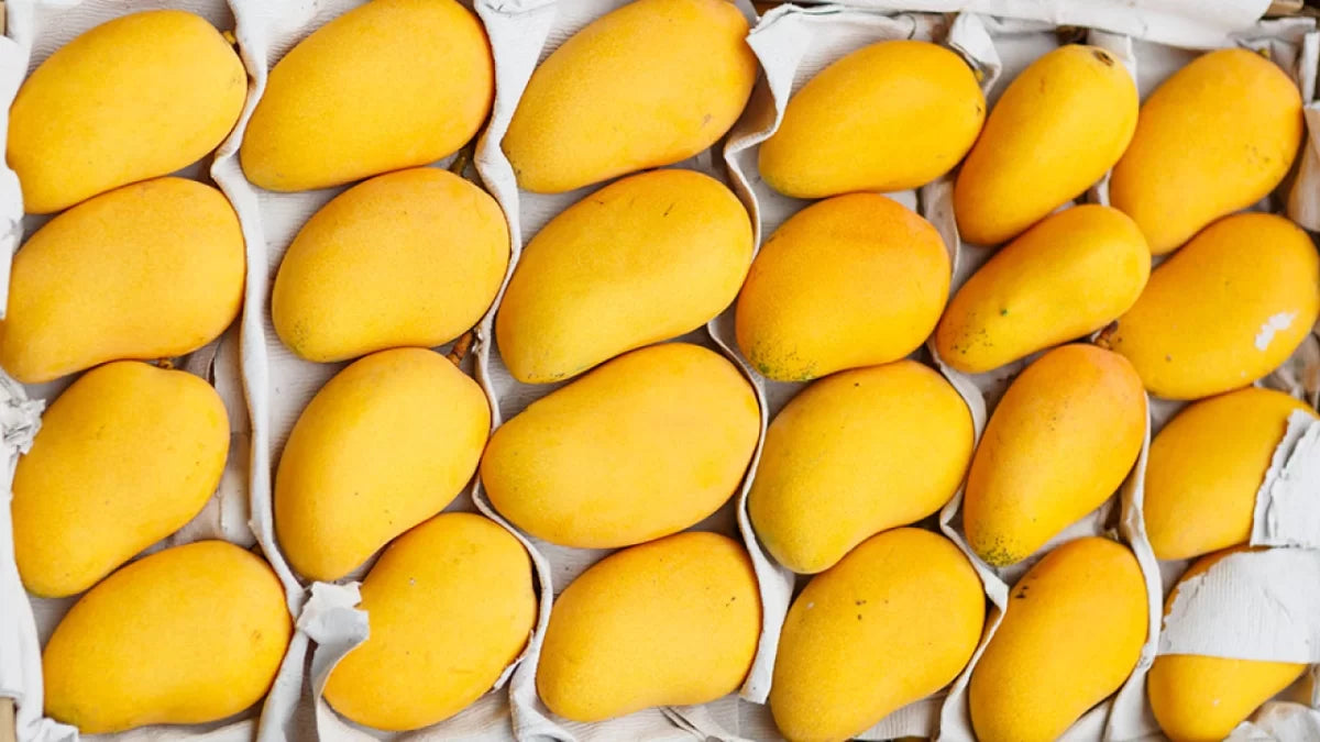 PREMIUM CHAUNSA MANGOES