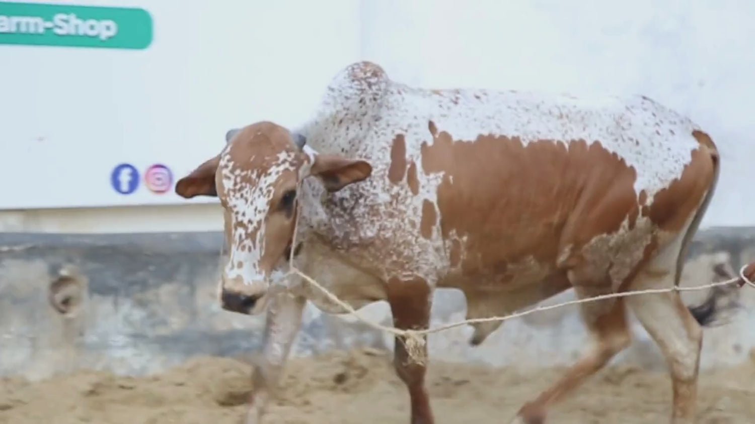 Video About Farm Animals for sale at farm for eid ul azha sacfice 2026 qurbani